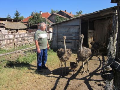 Moj kućni ljubimac: Noj